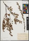 Foto von Salix aurita L.
